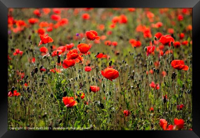 Poppies Summer Day Framed Print by David Pyatt