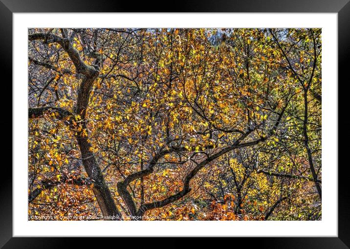 Sleepy Hollow Autumn  Framed Mounted Print by David Pyatt