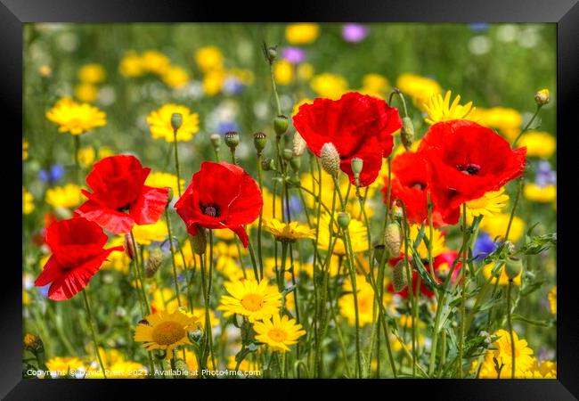 Summers Day Poppies  Framed Print by David Pyatt