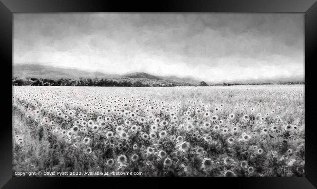 Sunflower Dream Vista  Framed Print by David Pyatt