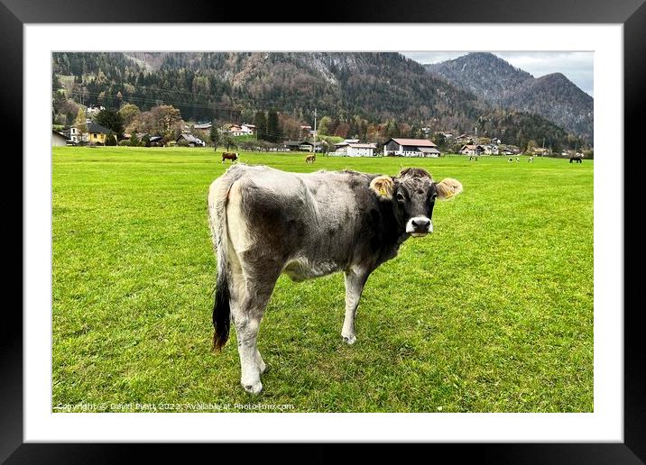 Tyrolean Grey Cow  Framed Mounted Print by David Pyatt