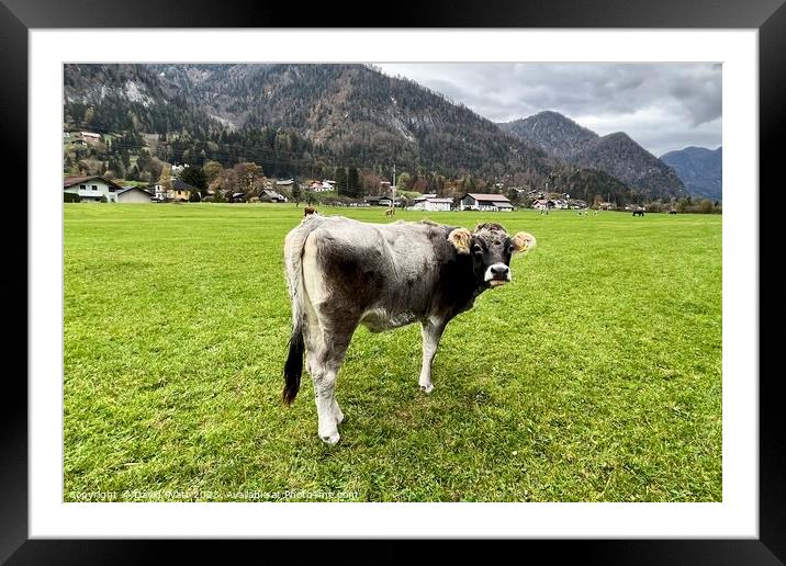 Tyrolean Grey Cow Austria     Framed Mounted Print by David Pyatt