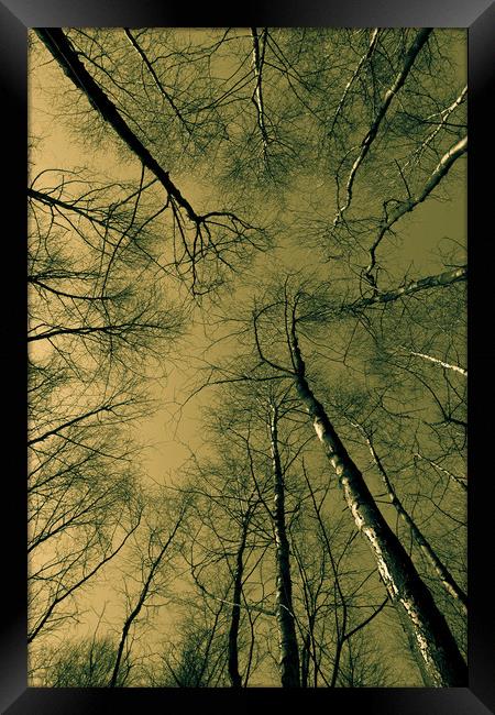 Epping  Forest trees Framed Print by David Pyatt