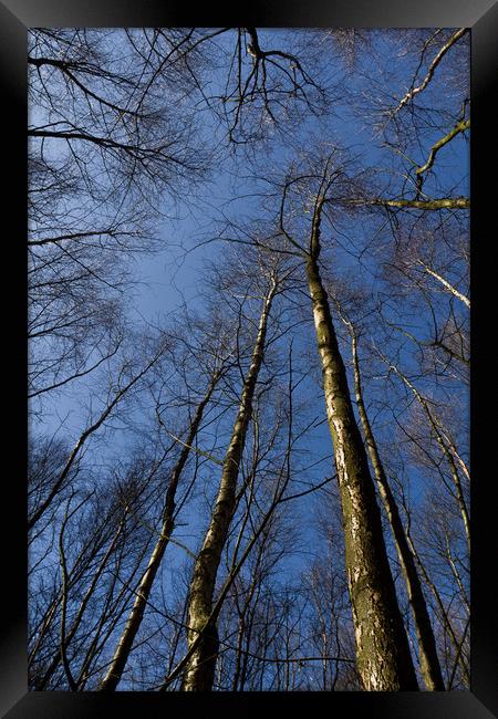 Epping  Forest trees Framed Print by David Pyatt