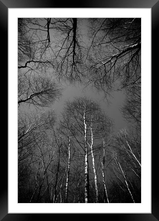 Epping  Forest trees Framed Mounted Print by David Pyatt
