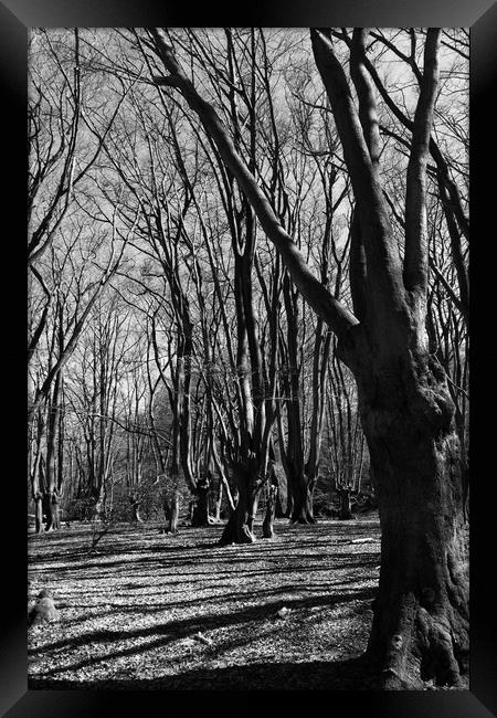 Epping  Forest Framed Print by David Pyatt