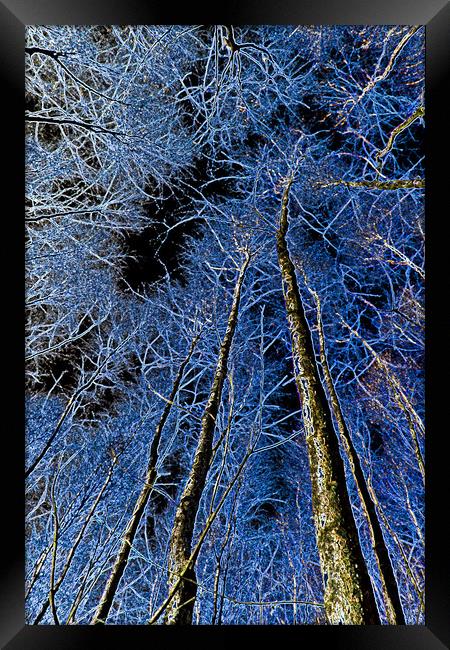 Forest art Framed Print by David Pyatt