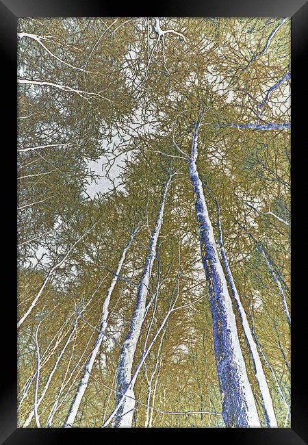 Forest art Framed Print by David Pyatt