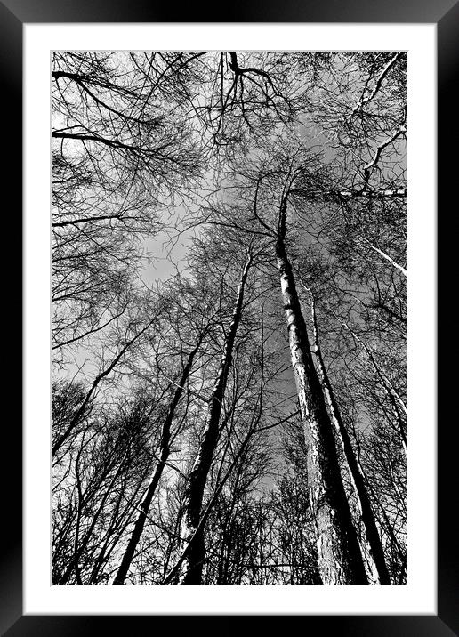 Epping Forest Trees Framed Mounted Print by David Pyatt