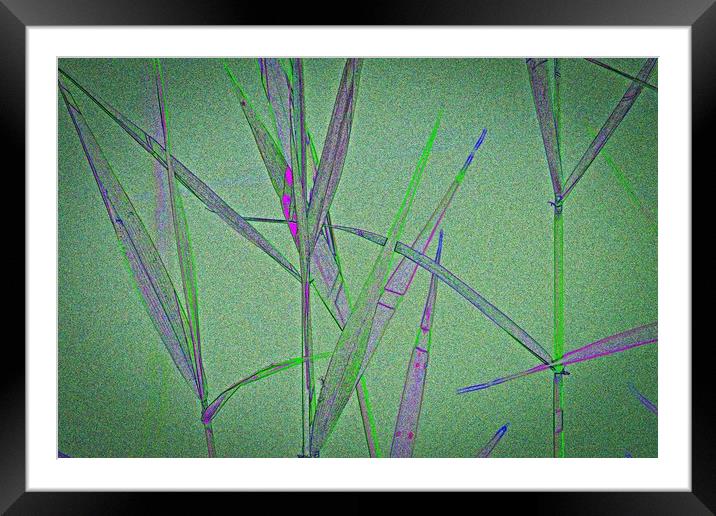 Water Reed Digital art Framed Mounted Print by David Pyatt