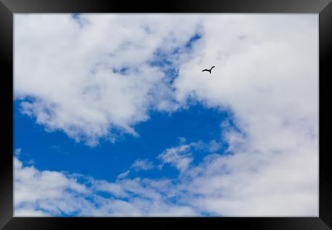 As free as a Bird Framed Print by David Pyatt