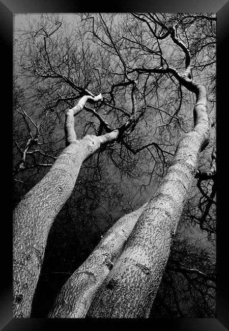 Wild Wood Trees Framed Print by David Pyatt