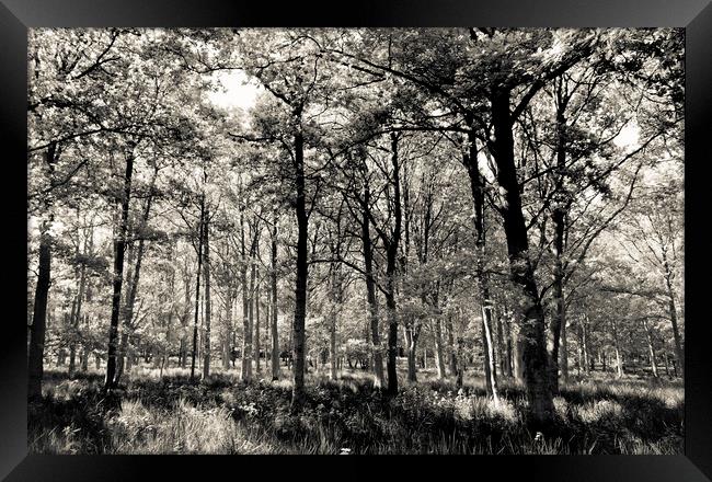 A English forest Framed Print by David Pyatt