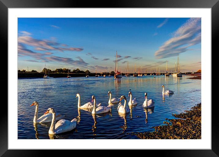 Summer Evening swans Framed Mounted Print by David Pyatt