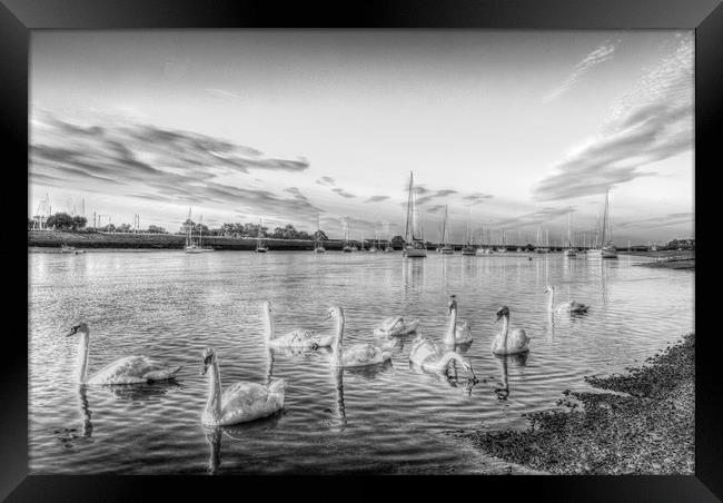 Graceful Swans Framed Print by David Pyatt
