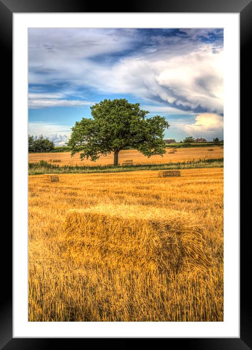 The solitary farm tree Framed Mounted Print by David Pyatt