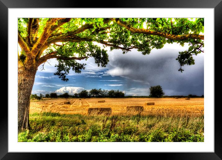 The Field Beyond The Tree Framed Mounted Print by David Pyatt