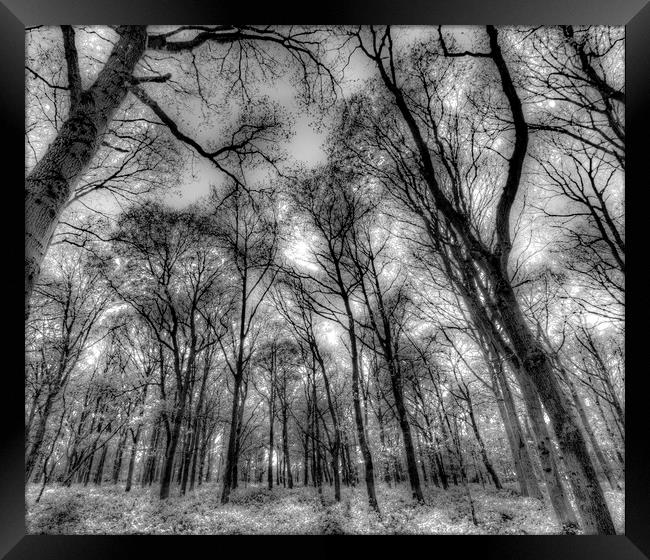 The Infared Forest Framed Print by David Pyatt