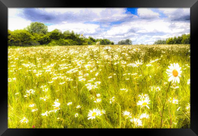 The Daisy Field Art Framed Print by David Pyatt