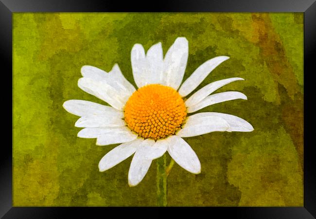 The Daisy Art Framed Print by David Pyatt