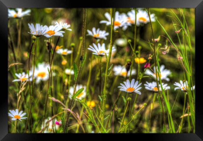 Chamomile Framed Print by David Pyatt