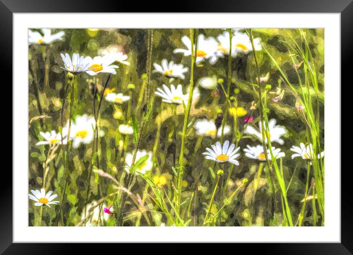 Chamomile Watercolor Framed Mounted Print by David Pyatt