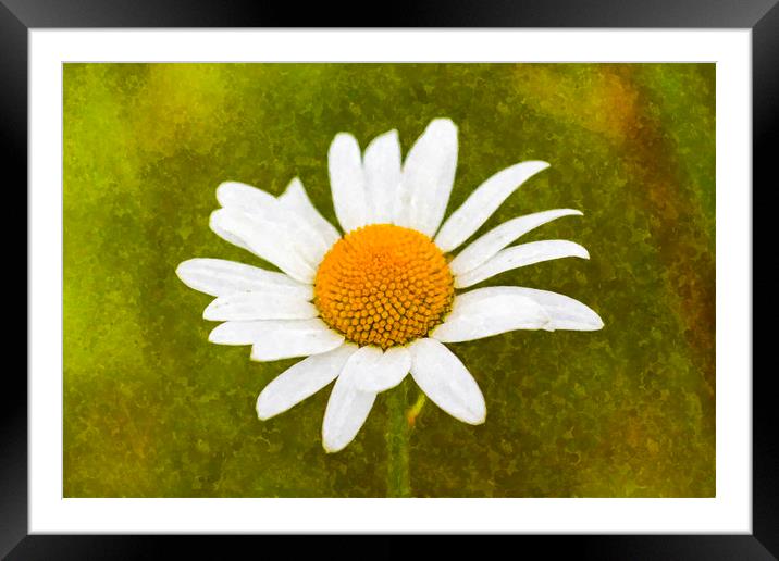 Chamomile Watercolor Framed Mounted Print by David Pyatt