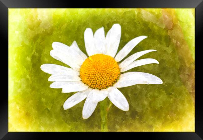 Chamomile Watercolor Framed Print by David Pyatt