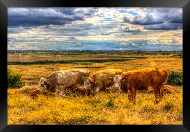 The Friendly Cows Framed Print by David Pyatt