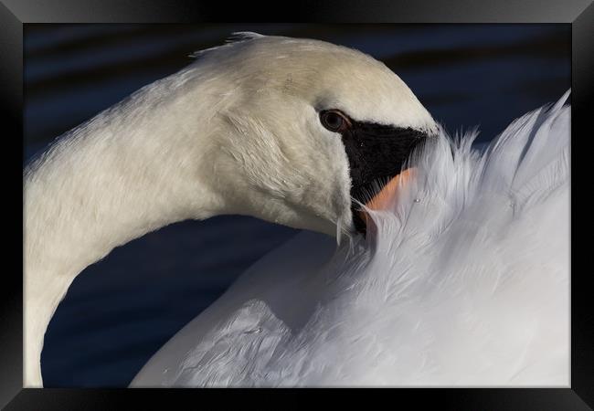 The Shy Swan Framed Print by David Pyatt