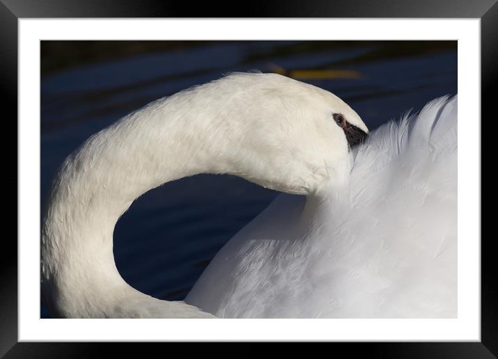 Swan Shyness Framed Mounted Print by David Pyatt