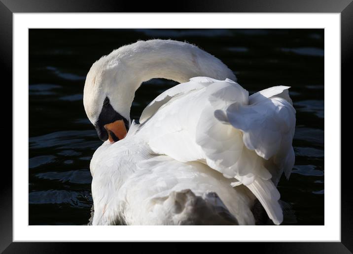 The Peaceful Swan Framed Mounted Print by David Pyatt