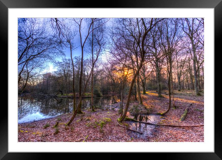 Early morning Forest Pond Framed Mounted Print by David Pyatt