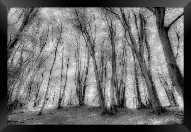 The Ghostly Forest Framed Print by David Pyatt