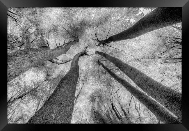 Ghostly Trees Reaching For The Sky Framed Print by David Pyatt