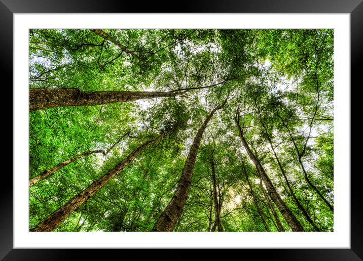 Nature Reaching For The Sky Framed Mounted Print by David Pyatt