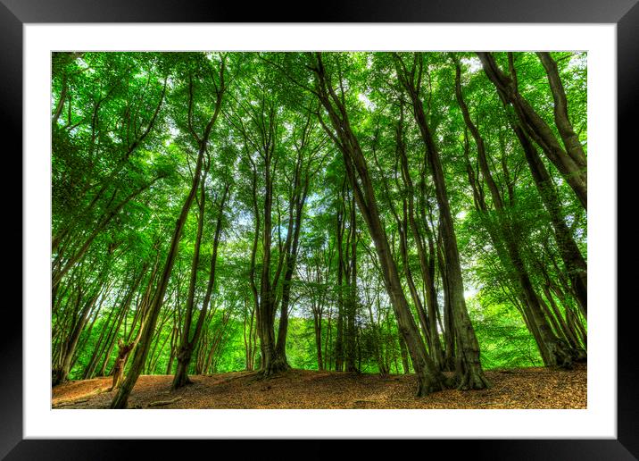 The Ancient Forest Framed Mounted Print by David Pyatt