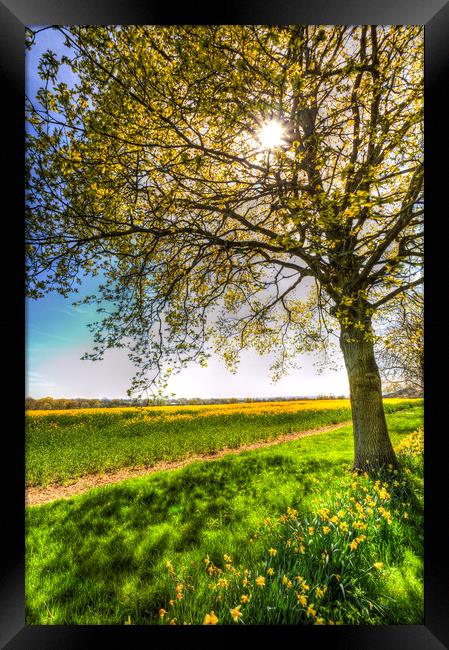 The Daffodil Summer Farm Framed Print by David Pyatt