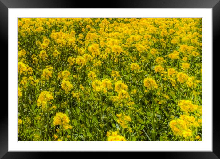 Yellow Fields Of Summer Abstract Framed Mounted Print by David Pyatt