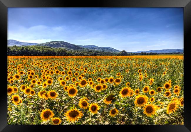 Sunflower Fields Of Summer  Framed Print by David Pyatt