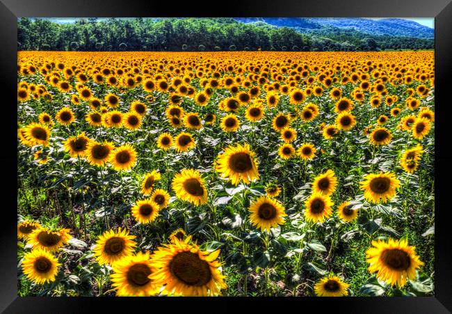 Sunflower Fields Of Dreams  Framed Print by David Pyatt