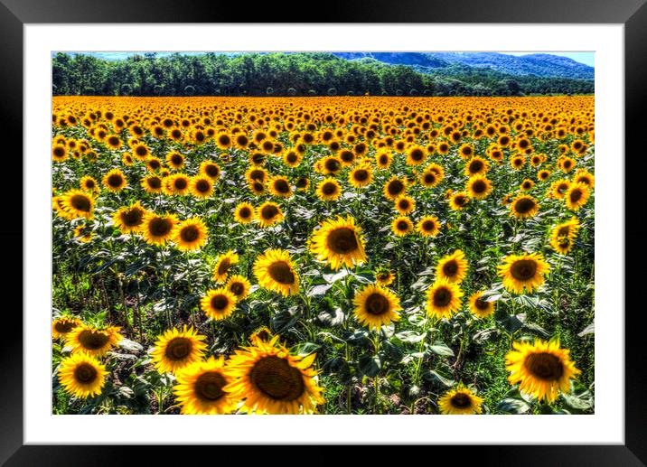 Sunflower Fields Of Dreams  Framed Mounted Print by David Pyatt