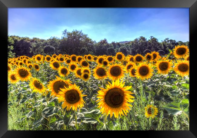 Sunflower Fields Of Dreams  Framed Print by David Pyatt