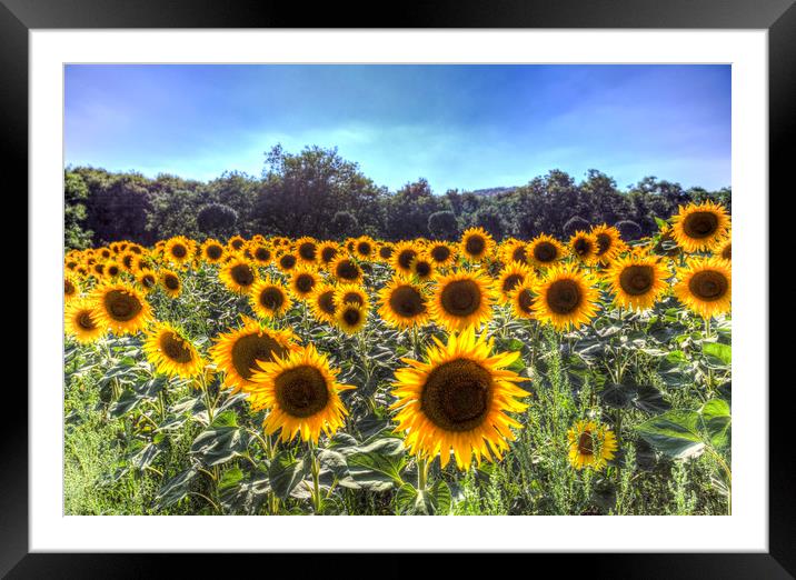 Sunflower Fields Of Dreams  Framed Mounted Print by David Pyatt