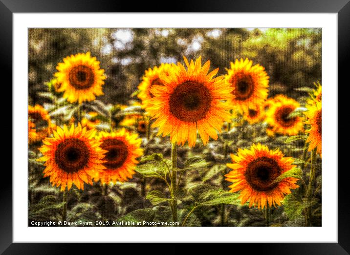 Sunflowers With Canvas Texture Framed Mounted Print by David Pyatt