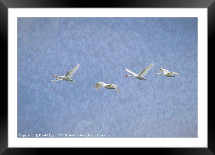 Flying Swans Art Framed Mounted Print by David Pyatt