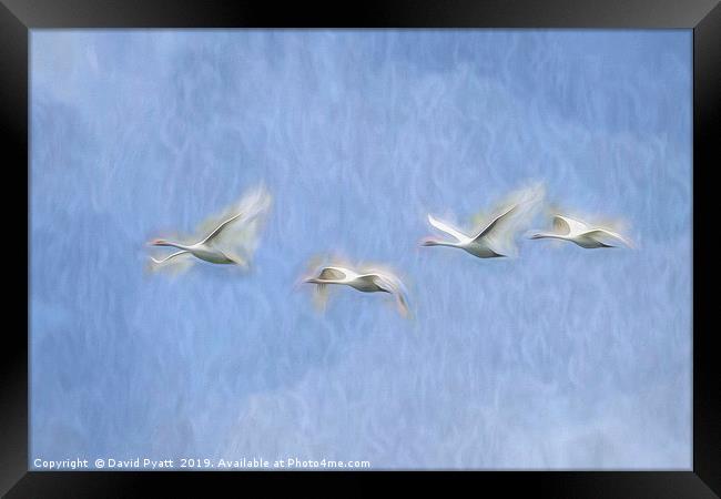 Swans Flight Art Framed Print by David Pyatt