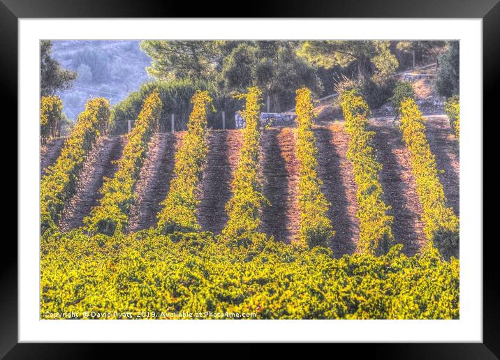 Summertime Vineyard Framed Mounted Print by David Pyatt