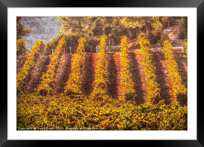 Summer Vineyard Canvas  Framed Mounted Print by David Pyatt