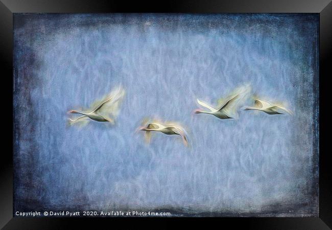 Migrating Swans Art Framed Print by David Pyatt